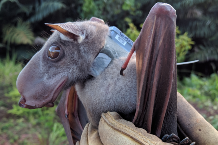 Morcego-martelo (Hypsignathus monstrosus) – Wikimedia Commons/Sarah H. Olson