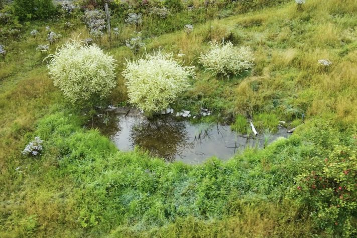 Lagoas temporárias – Reprodução