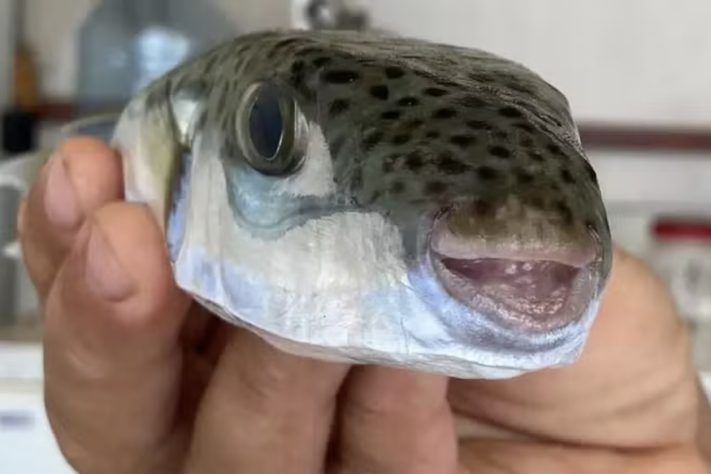 Peixe-baião, baiacu (Lagocephalus sceleratus) – Divulgação/Gerasimos Kondylatos/dpa/picture alliance