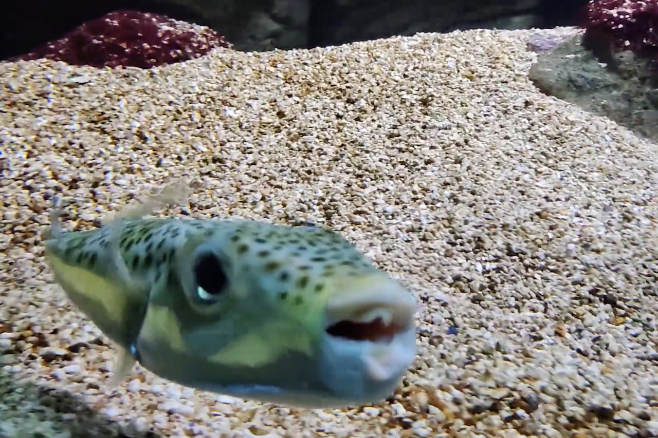 Peixe-baião, baiacu (Lagocephalus sceleratus) – Reprodução