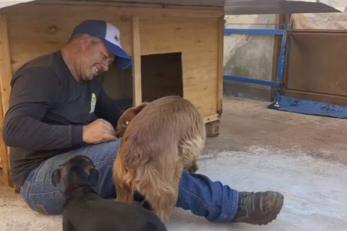 Caminhoneiro constrói casinhas para pets abandonados em Rio Preto (SP) — Reprodução/TV TEM