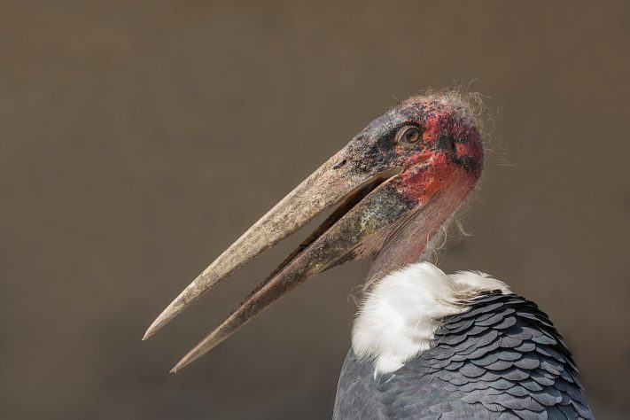 Cegonha-marabu (Leptoptilos crumeniferus) – Wikimedia Commons/Charles J. Sharp