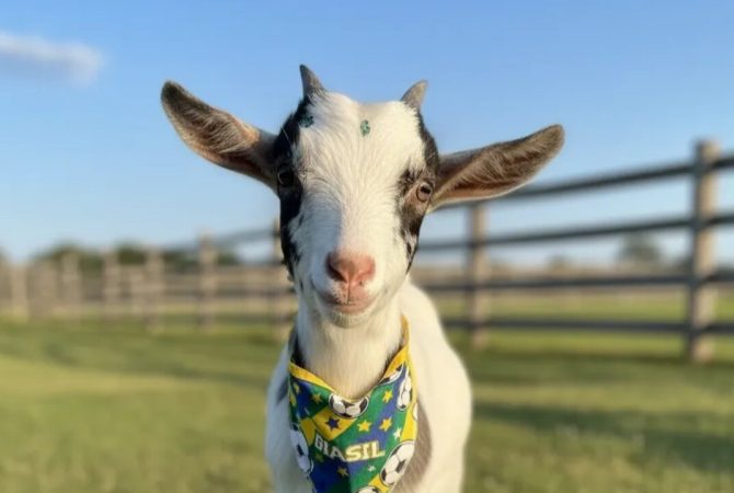Mini cabras ganham popularidade como animais de estimação, mas precisam de cuidado adequado