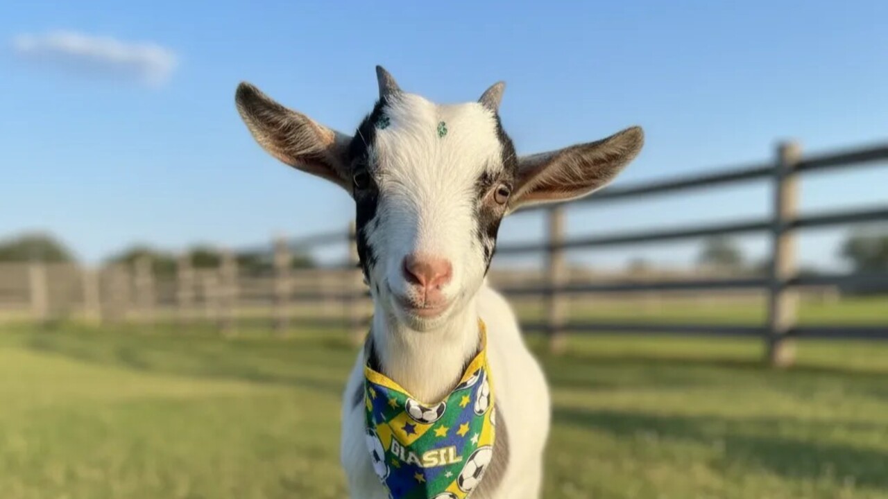 As mini cabras deixaram de ser vistas apenas como animais de fazenda e vêm conquistando cada vez mais espaço como animais de estimação. Especialistas alertam, porém, que esses animais têm necessidades muito diferentes de cachorros e gatos, apesar de não haver dados oficiais sobre esse crescimento.
 -  (crédito: Divulgação)