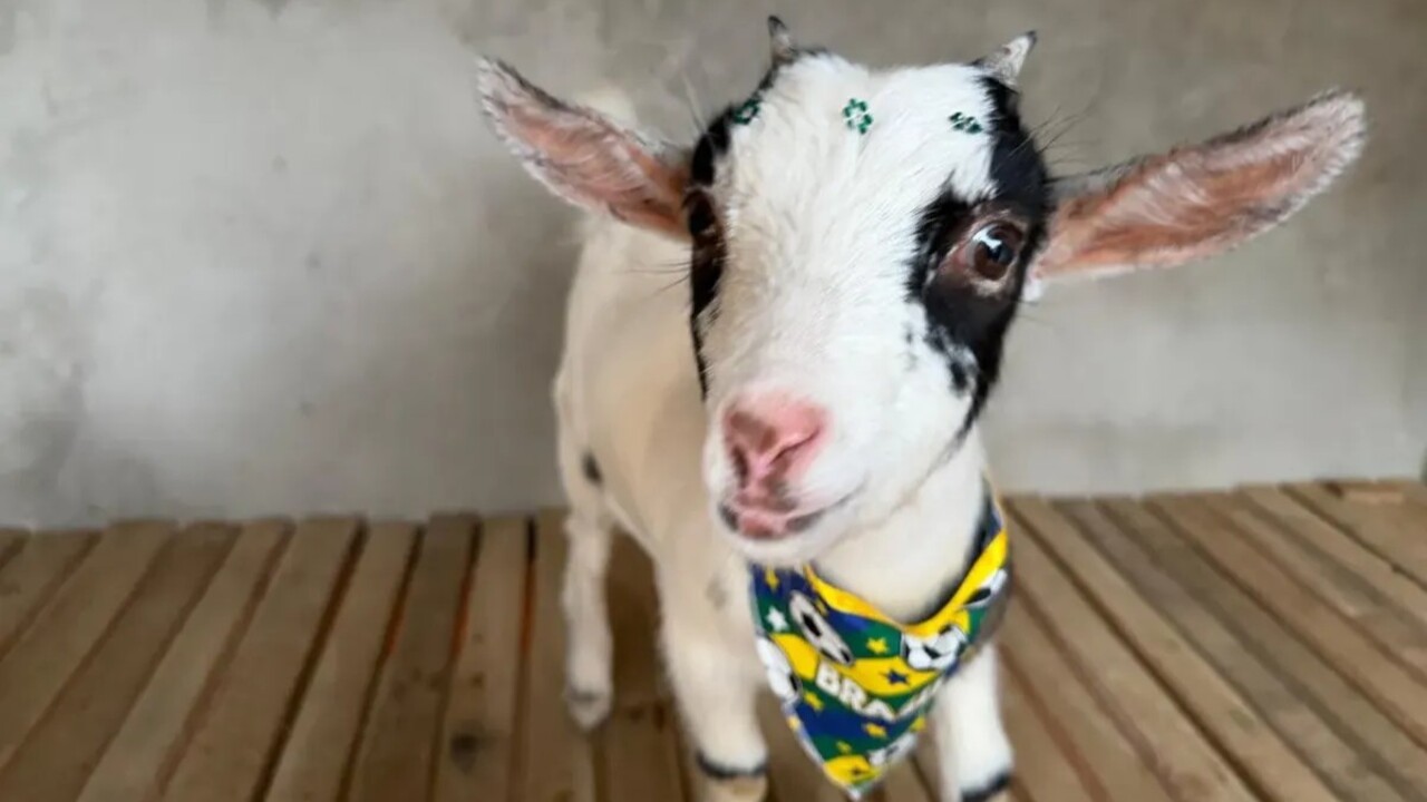 A criadora e selecionadora genética Thaís Tatini, que trabalha com mini cabras há quase três décadas, acredita que a pandemia impulsionou a procura, principalmente entre pessoas que passaram a morar em áreas rurais. Thaís acredita ainda que a tendência veio para ficar, como já aconteceu nos Estados Unidos e na Europa.
