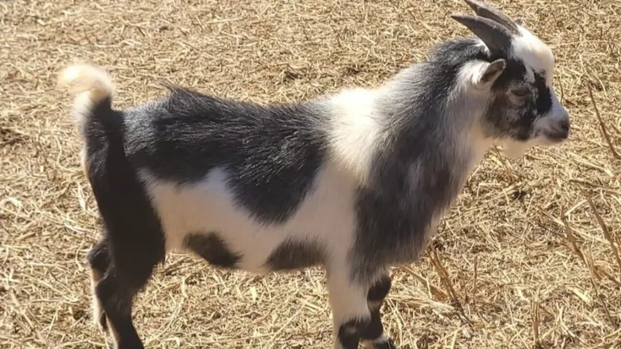 A procedência do animal é outro fator importante, segundo Thaís, já que o aumento da demanda favoreceu o surgimento de criadores que realizam cruzamentos sem critérios para reduzir o tamanho dos animais, o que pode causar deformidades e problemas reprodutivos. Ela recomenda desconfiar de medidas fora do padrão e lembra que o transporte desses animais exige Guia de Trânsito Animal.
