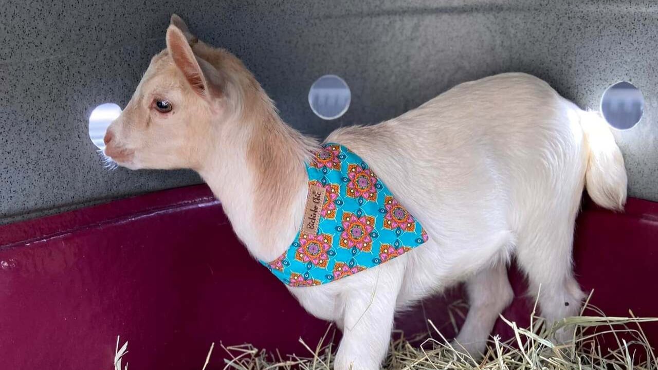 A prevenção é essencial para a saúde das mini cabras. As vacinas contra clostridioses e raiva são recomendadas, assim como o casqueamento periódico. Hospitais veterinários ligados a universidades costumam ter equipes preparadas para pequenos ruminantes, já que esse atendimento ainda é limitado em muitas regiões.
