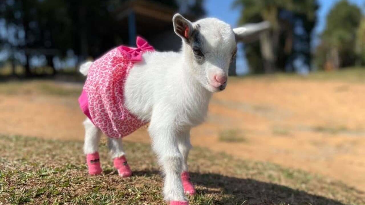 Ainda assim, o veterinário Ronaldo Gomes Gargano, da Associação Paulista de Buiatria, afirma que os atendimentos envolvendo pequenos ruminantes têm aumentado nos hospitais veterinários onde trabalha. Segundo ele, o interesse está relacionado ao porte compacto, ao vínculo afetivo que os animais despertam, especialmente nas crianças, e ao aumento de famílias que vivem em chácaras e condomínios.
