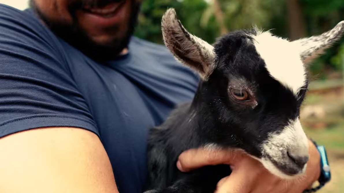 A convivência com cachorros também exige atenção. Como os cães são predadores naturais de caprinos, existe risco de ataques, além da possibilidade de transmissão de alguns parasitas entre as espécies.
