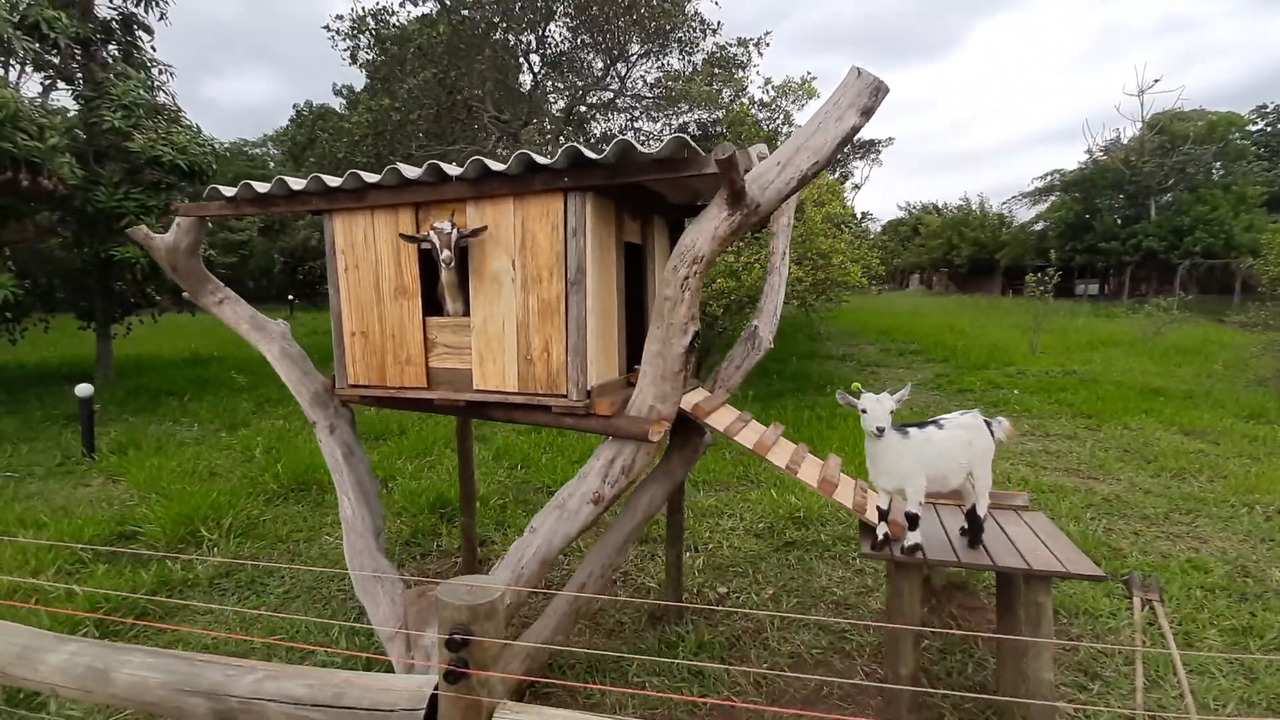 Mesmo pequenas, essas cabras continuam sendo ruminantes e precisam ter seu comportamento natural respeitado. Elas precisam de gramíneas e feno na dieta e vivem melhor em grupo. Thaís alerta que um erro comum é tratá-las como cães dentro de casa. O ideal é um quintal com sol, abrigo e lugares altos para descanso.
