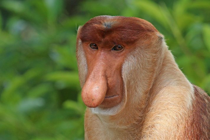 Macaco-narigudo (Nasalis larvatus) – Animais mais feios do mundo | Wikimedia Commons/Charles J. Sharp