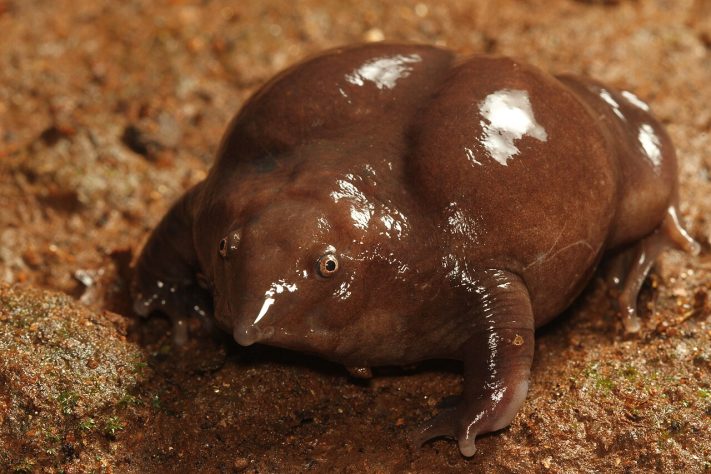 Sapo-roxo (Nasikabatrachus sahyadrensis) – Wikimedia Commons/David V. Raju