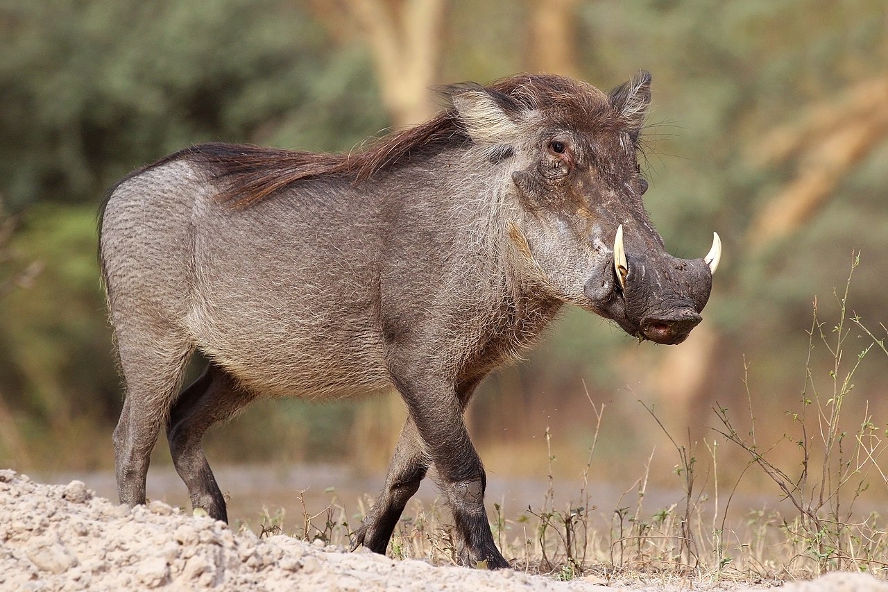 Javali-africano (Phacochoerus): Muito comum nas savanas africanas, esse javali possui verrugas faciais e presas curvas que servem como armas de defesa. Alimenta-se principalmente de raízes, frutos, gramíneas e pequenos animais, apesar da aparência intimidadora.