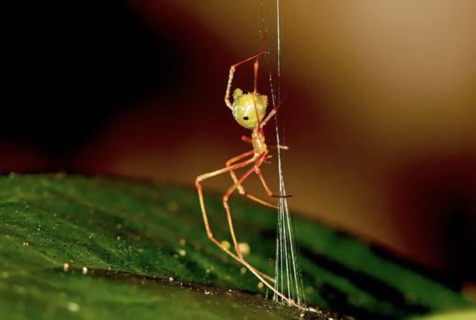 Nova espécie de aranha surpreende cientistas com estratégia de ‘catapulta mortal’ para capturar formigas