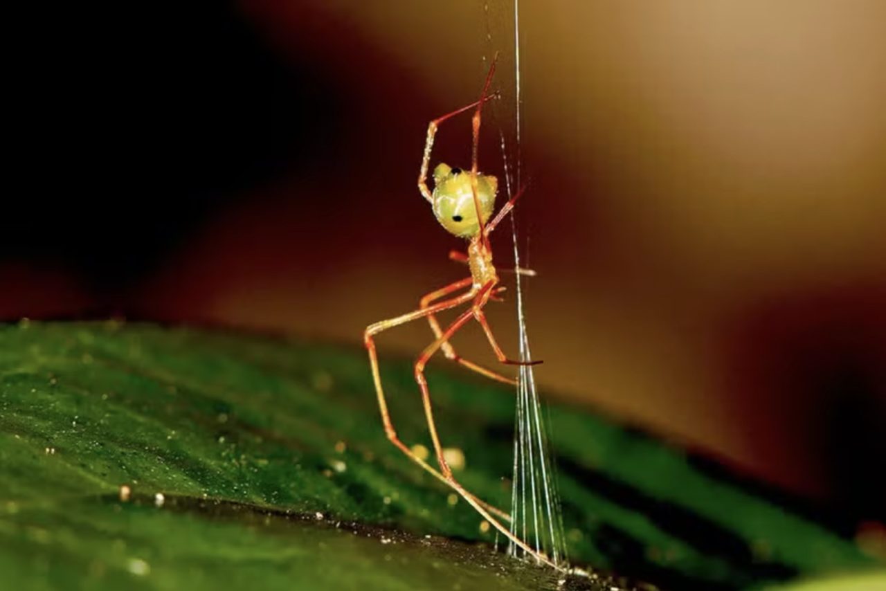 Nova espécie de aranha surpreende cientistas com estratégia de 'catapulta mortal' para capturar formigas – Divulgação/Ajay Narendra