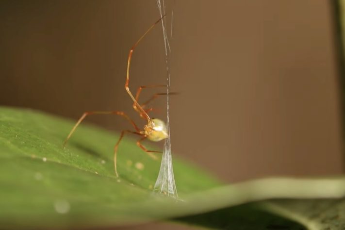 Nova espécie de aranha surpreende cientistas com estratégia de 'catapulta mortal' para capturar formigas – Reprodução/YouTube ABC News