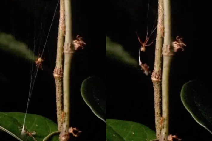 Nova espécie de aranha surpreende cientistas com estratégia de 'catapulta mortal' para capturar formigas – Reprodução/YouTube The Conversation