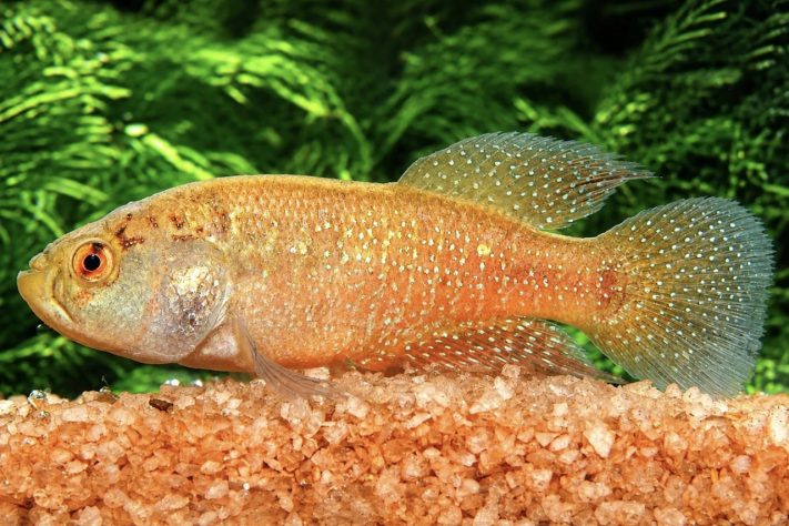 Nova espécie de peixe-das-nuvens é descoberta no Pantanal — Divulgação