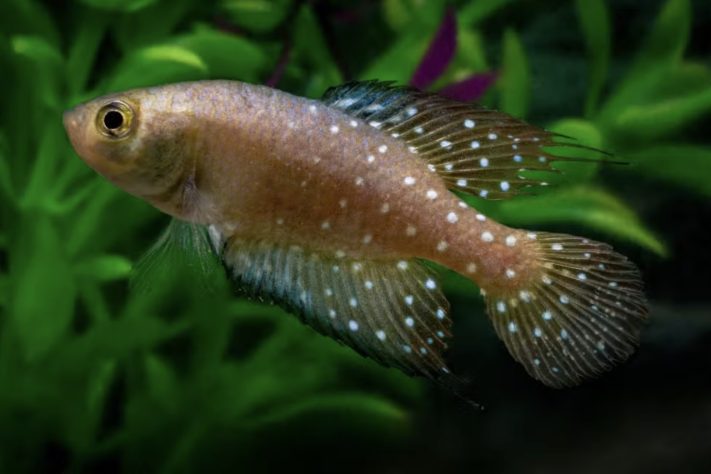 Nova espécie de peixe-das-nuvens é descoberta no Pantanal — Divulgação/Alexandre Cunha Ribeiro