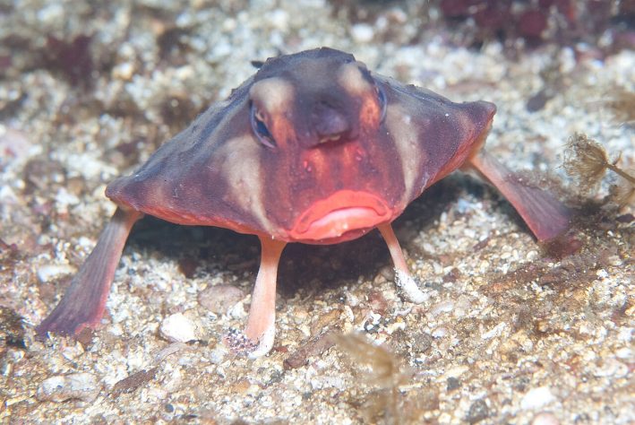 Peixe-morcego-de-lábios-vermelhos (Ogcocephalus darwini) – iNaturalist/Georgina Jones