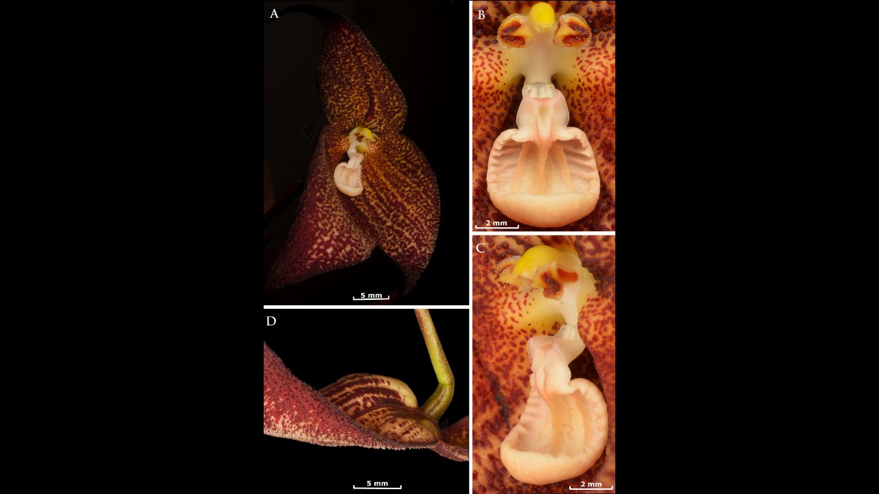 O nome da orquídea homenageia Mario Aguilar, agricultor e entusiasta de orquídeas da região de El Oro, responsável pelo primeiro registro fotográfico da planta. Foi ele quem encontrou uma pequena população de cerca de quinze exemplares em um fragmento de floresta remanescente perto da cidade de Balsas, há mais de dez anos.

