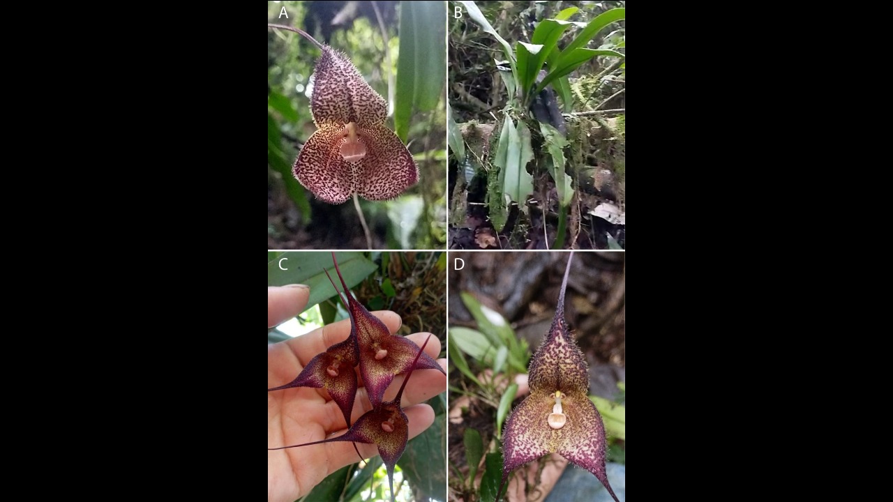 A nova espécie foi encontrada na província de El Oro, entre 900 e 1.200 metros de altitude.  Suas flores têm coloração creme com tons marrom-avermelhados e são cobertas por pelos curtos e densos, características que ajudam a diferenciá-la de outras espécies. 
