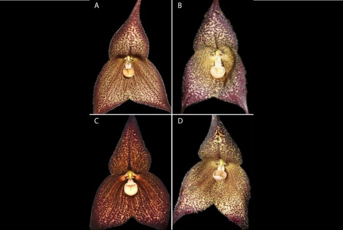 Nova espécie de orquídea Dracula é descoberta no Equador