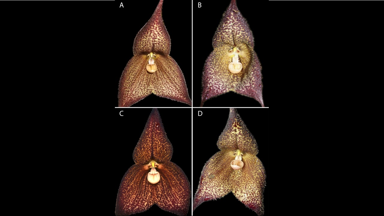Uma nova espécie de orquídea do gênero Dracula foi descoberta nas florestas nubladas do sudoeste do Equador. Batizada de Dracula aguilarii, a planta foi descrita em um estudo realizado pelos pesquisadores Luis E. Baquero, Marco M. Jiménez e Gabriel A. que foi publicado na revista científica PhytoKeys.  -  (crédito:  Reprodução PhytoKeys)