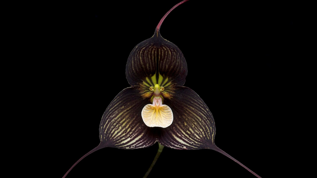 O gênero Dracula tem mais de 130 espécies, a maioria encontrada no norte dos Andes, entre a Colômbia e o Equador. Conhecidas pelas flores de aparência incomum, com longas estruturas semelhantes a caudas, elas possuem cores escuras e caudas longas nas sépalas. A polinização é feita por pequenas moscas, que confundem parte da flor com um cogumelo. 