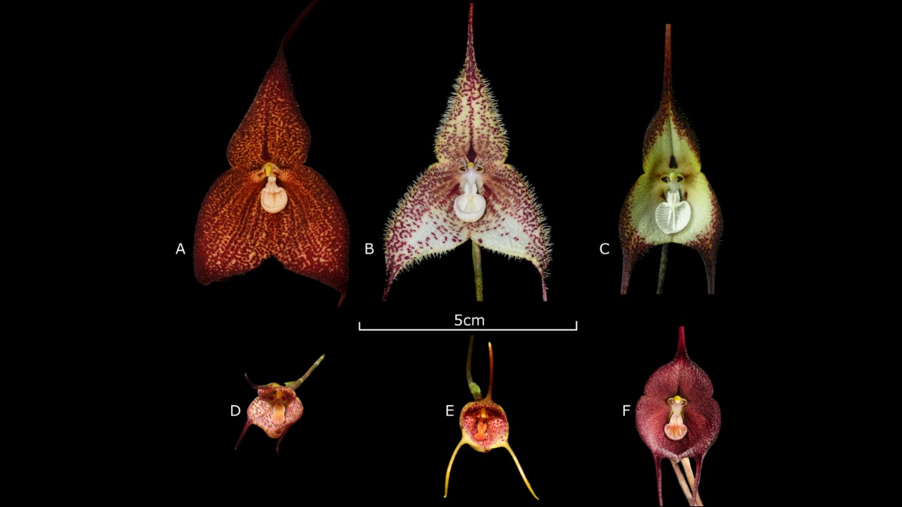 Ela se assemelha à Dracula hirtzii, mas apresenta diferenças que permitiram aos pesquisadores identificá-la como uma nova espécie. Entre elas estão as folhas com pontas arredondadas, a parte central da flor mais profunda e as caudas das sépalas, que são mais curtas. 
