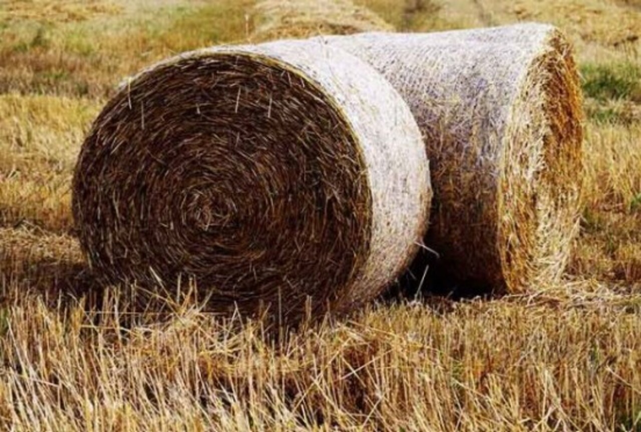 A palha é um material natural utilizado em diversos itens de moda e decoração. Por ser versátil, pode dar origem a peças que vão do estilo rústico ao sofisticado, destacando seu potencial estético e funcional.
 -  (crédito:  Imagem de Andrea por Pixabay)