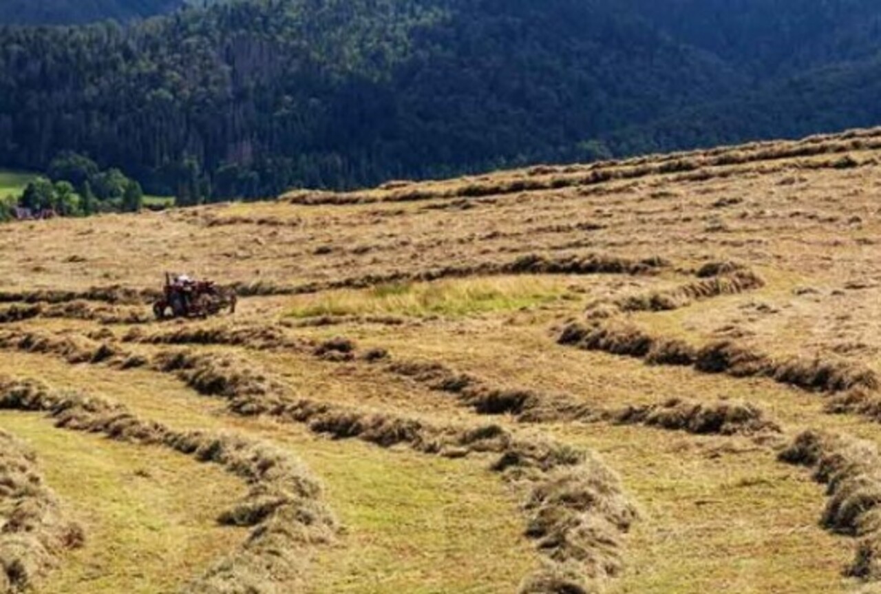 A palha é um subproduto agrícola originado do cultivo de cereais como trigo, milho, arroz e centeio. Após a colheita dos grãos, os caules e folhas restantes, chamados de palha, são reaproveitados.