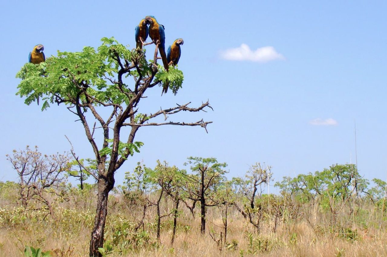 O fenômeno da coextinção evidencia que a biodiversidade funciona como uma rede de relações interligadas, muitas delas ainda pouco conhecidas pela ciência. O problema se torna ainda mais preocupante no Cerrado, onde 363 espécies da fauna já estão ameaçadas de extinção, segundo dados do ICMBio. 