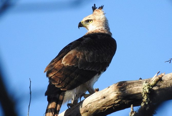 Guia localiza ninho raro de gavião-de-penacho durante pesquisa no Mato Grosso; descoberta impulsiona estudos sobre espécie