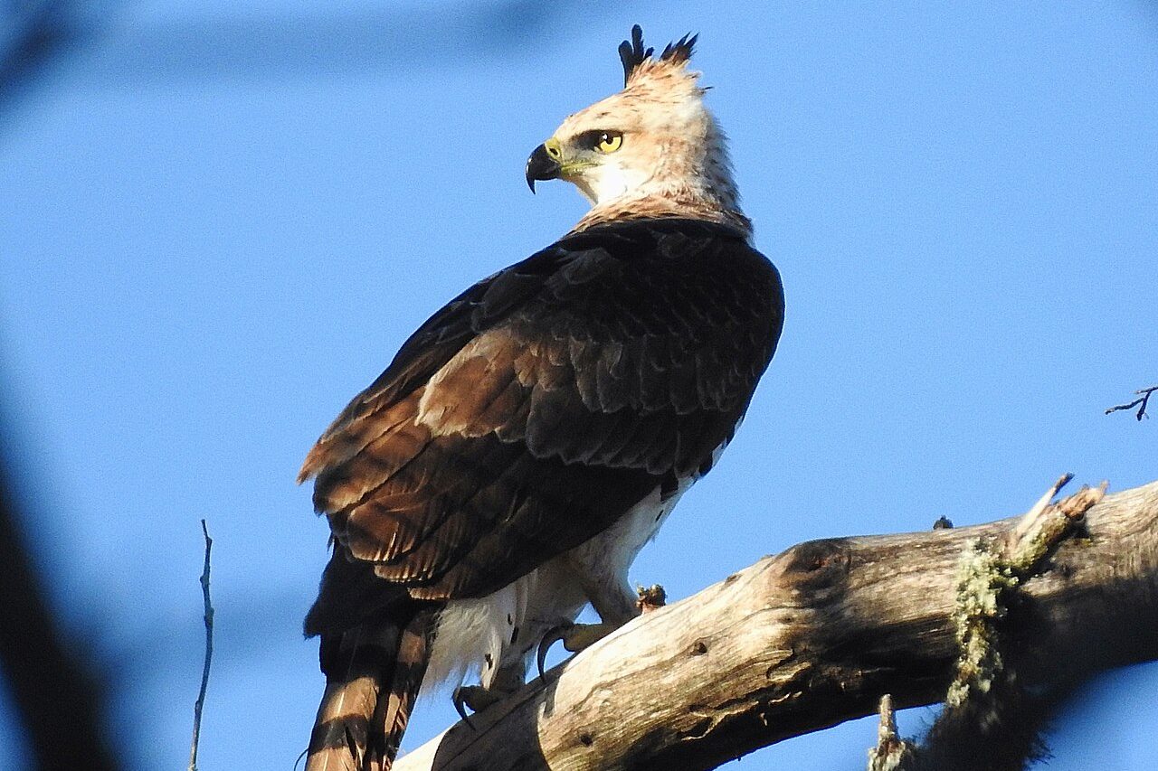 Gavião-de-penacho (Spizaetus ornatus) – Wikimedia Commons/Anderson cristiano hendgen