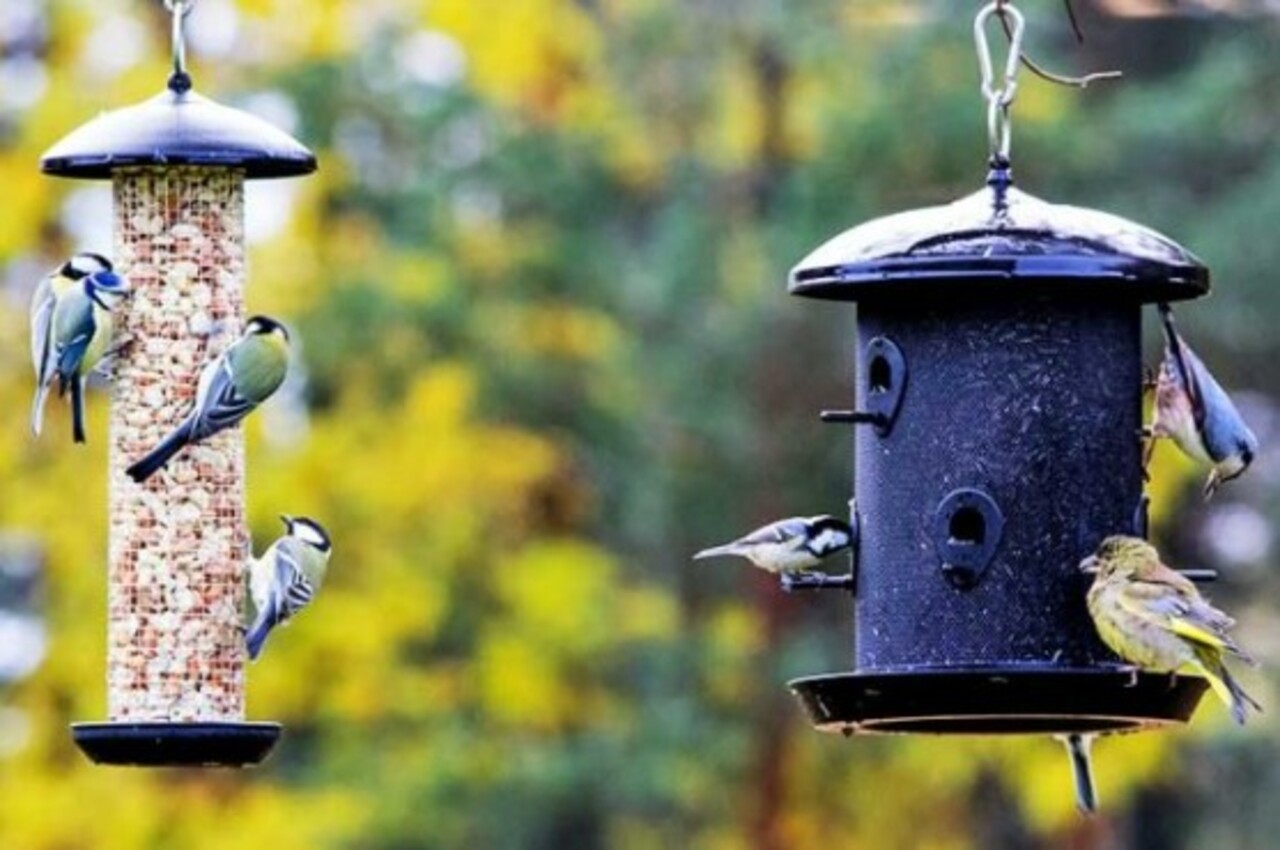 Muitas espécies de pássaros apreciam determinados alimentos naturais. Por isso, algumas pessoas utilizam esses itens para atraí-los a jardins, quintais e varandas, criando oportunidades de observar as aves de perto e fortalecer o contato com a natureza.  -  (crédito: Reprodução do Flickr Stein Arne Jensen)