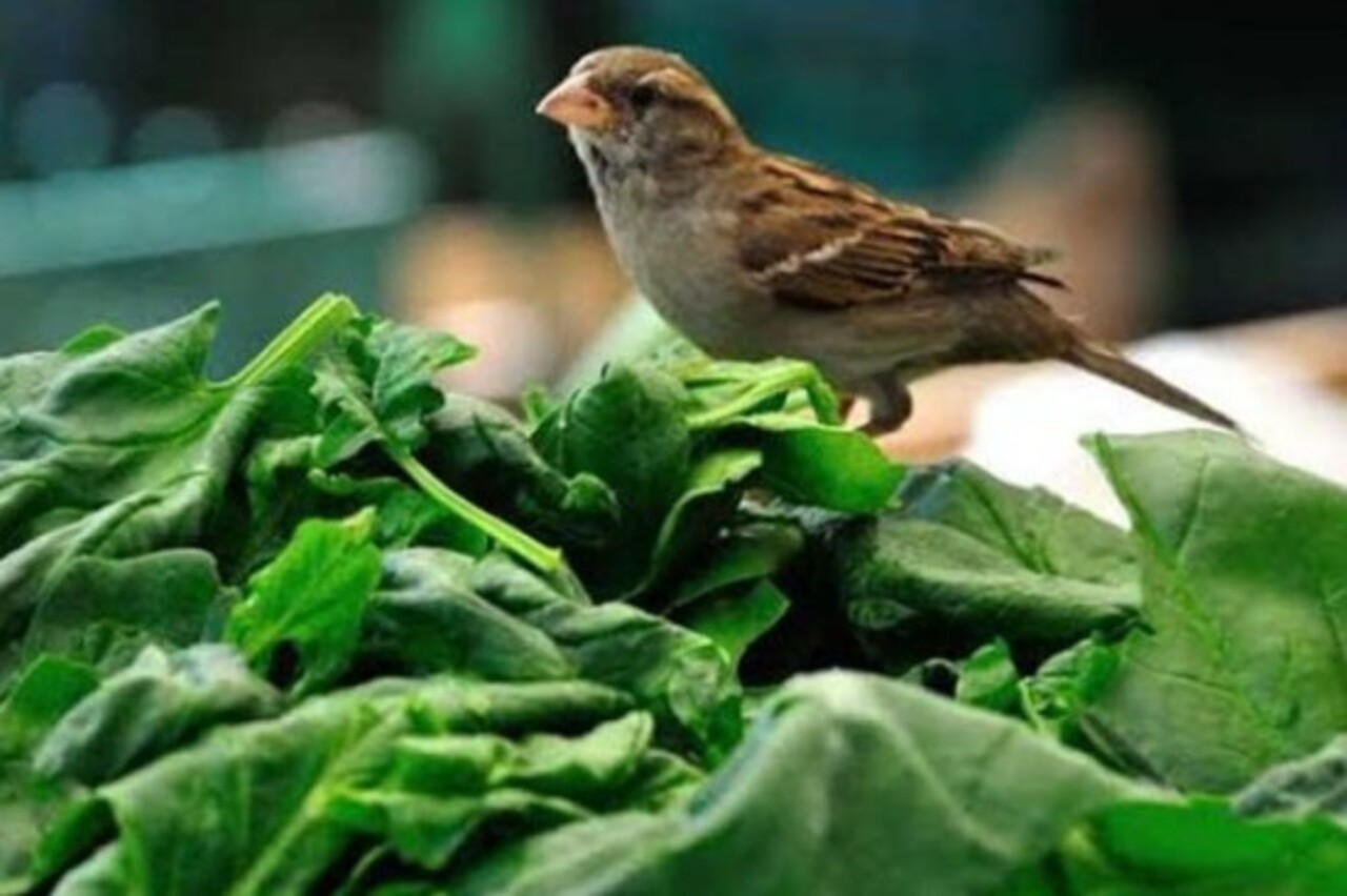 Folhas verdes e pequenos pedaços de legumes também podem complementar a dieta. Algumas aves bicam esses itens em busca de fibras e nutrientes variados.