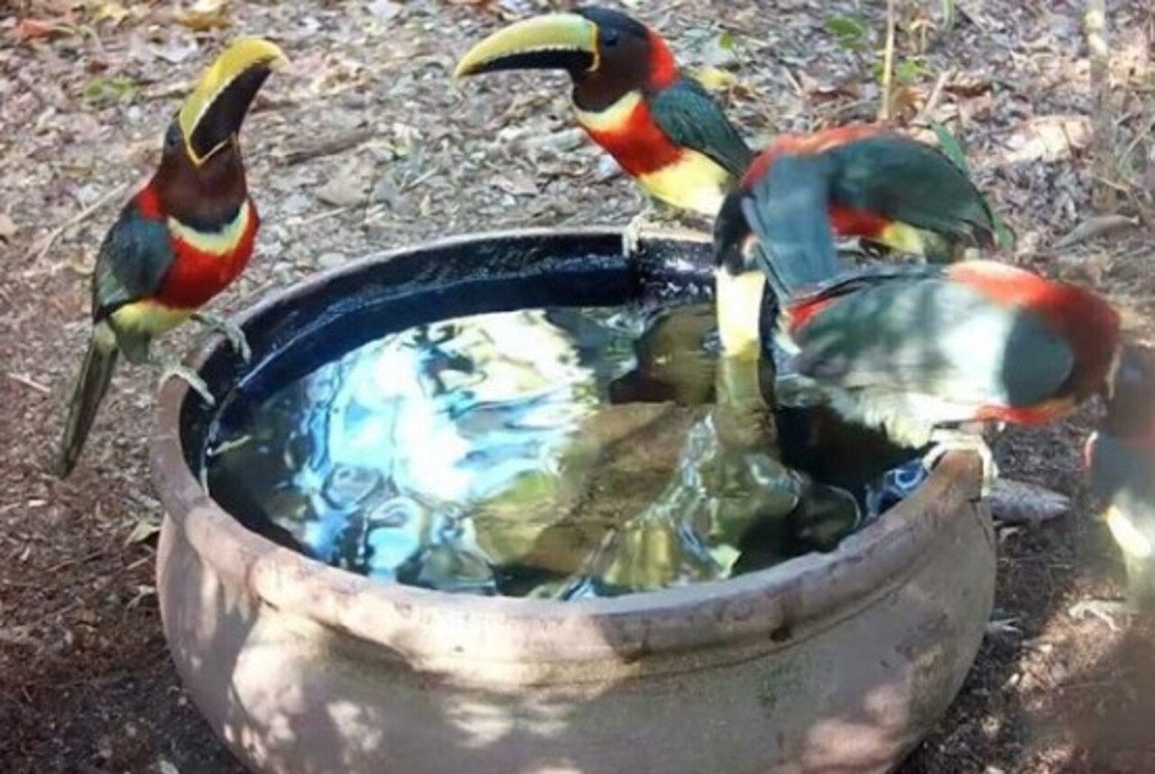 A água fresca é tão importante quanto a comida para atrair pássaros. Muitos se aproximam primeiro para beber ou se refrescar antes de procurar alimento.