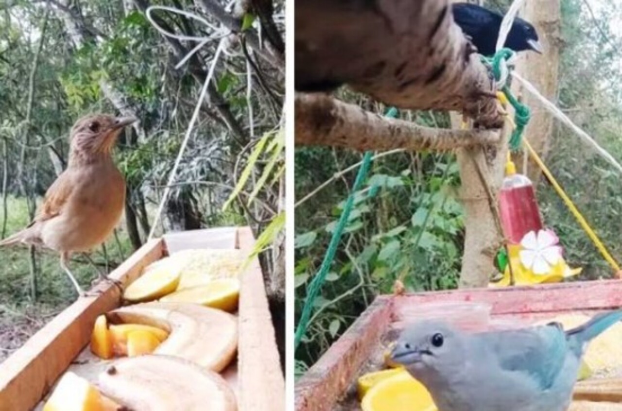 Oferecer alimentos naturais e sem temperos é essencial para a saúde das aves. Produtos industrializados, sal e açúcar devem sempre ser evitados.