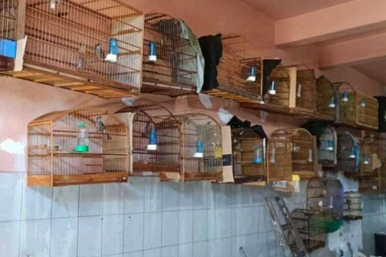 Muitas pessoas ainda mantêm pássaros em gaiolas, prática que por décadas foi comum em casas brasileiras. No entanto, atualmente esse hábito é cada vez mais criticado por questões de bem-estar animal e respeito à vida silvestre.