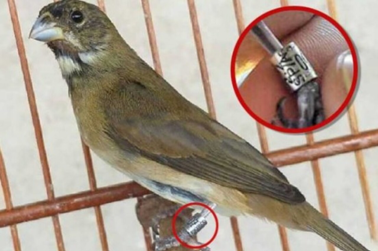 A criação só pode ocorrer mediante regras específicas, como no caso de espécies domésticas ou aves silvestres devidamente registradas e anilhadas pelos órgãos ambientais competentes. Capturar pássaros na natureza ou mantê-los sem autorização é crime ambiental e pode gerar multa e detenção.