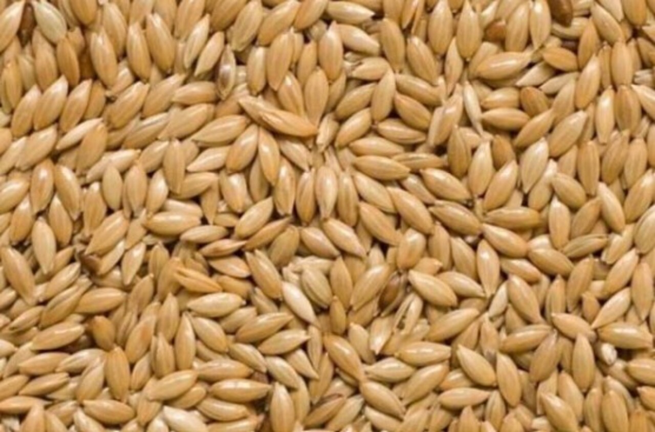 O alpiste é um dos alimentos mais oferecidos e apreciados por diversas espécies. Canários, pardais e periquitos costumam consumir os pequenos grãos com facilidade e frequência.