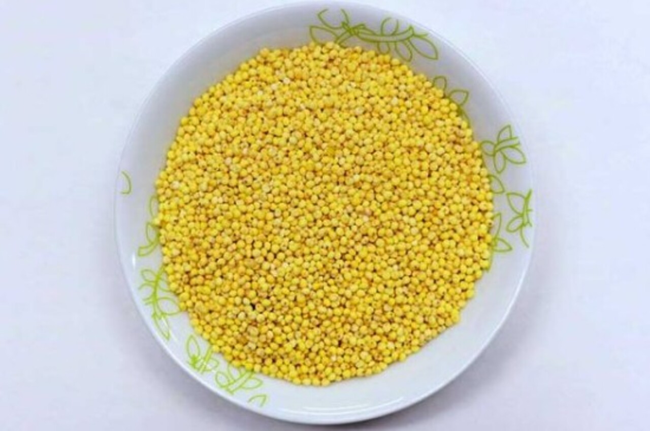 O painço também está entre as sementes favoritas das aves. Periquitos, rolinhas e pequenos pássaros de jardim se aproximam rapidamente quando esse alimento é disponibilizado.