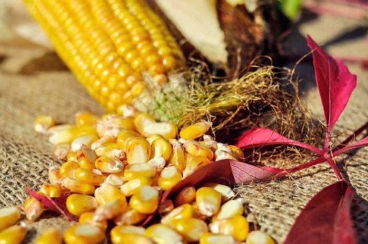 O milho, especialmente em grãos ou espigas, é outro alimento muito procurado. Pombos, galinhas e algumas aves silvestres se alimentam com facilidade quando encontram esse cereal.
