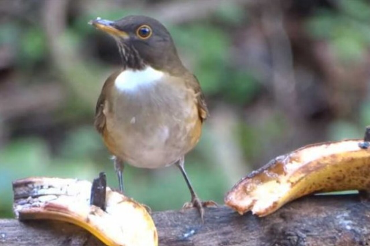 Frutas maduras, como banana, costumam atrair sabiás e sanhaços. Cortadas em pedaços, elas liberam aroma doce que chama a atenção das aves frugívoras.