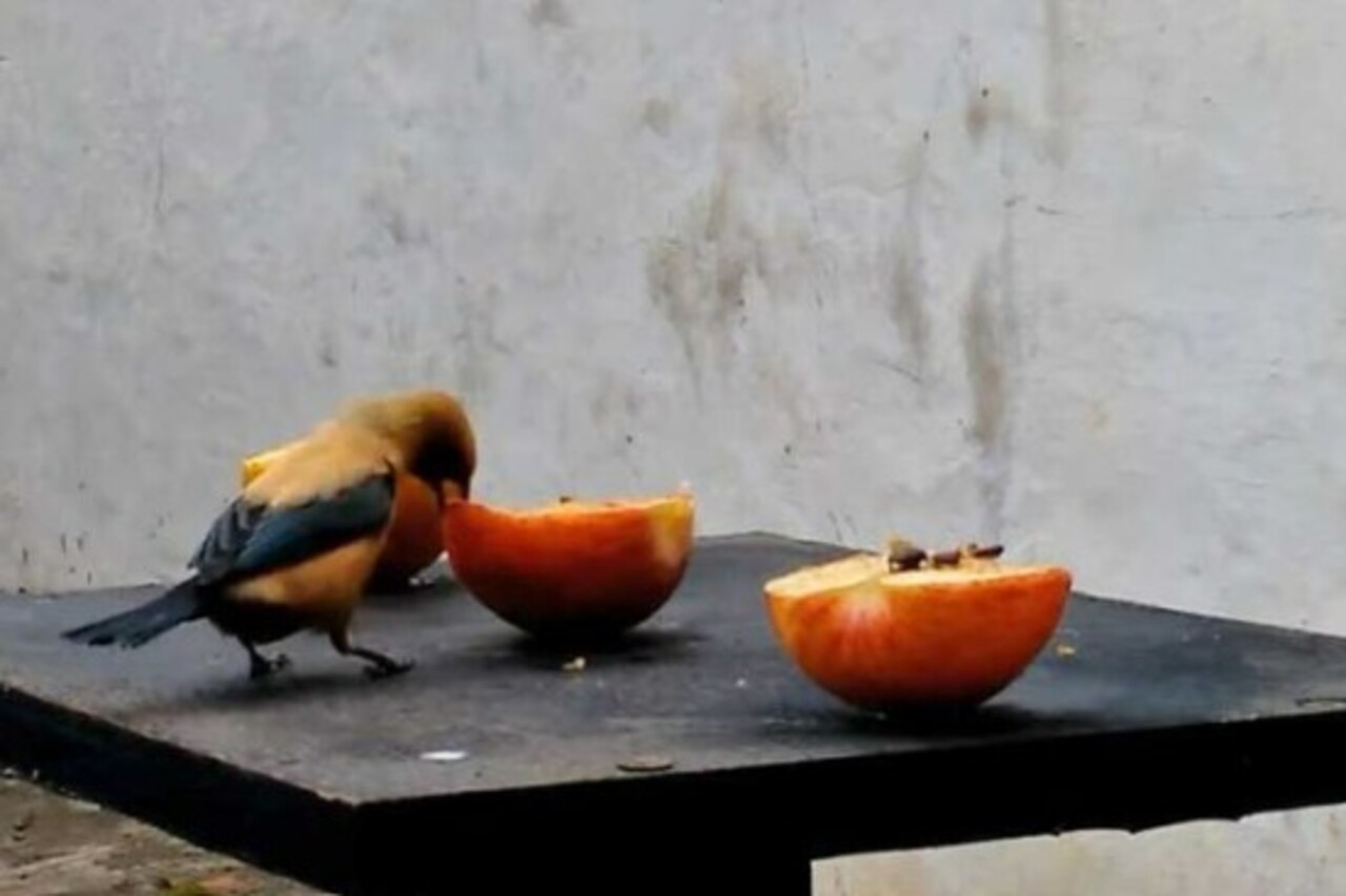 A maçã também pode ser oferecida, sempre sem sementes. Pequenos pássaros urbanos apreciam a polpa macia e rica em água, principalmente em dias quentes.