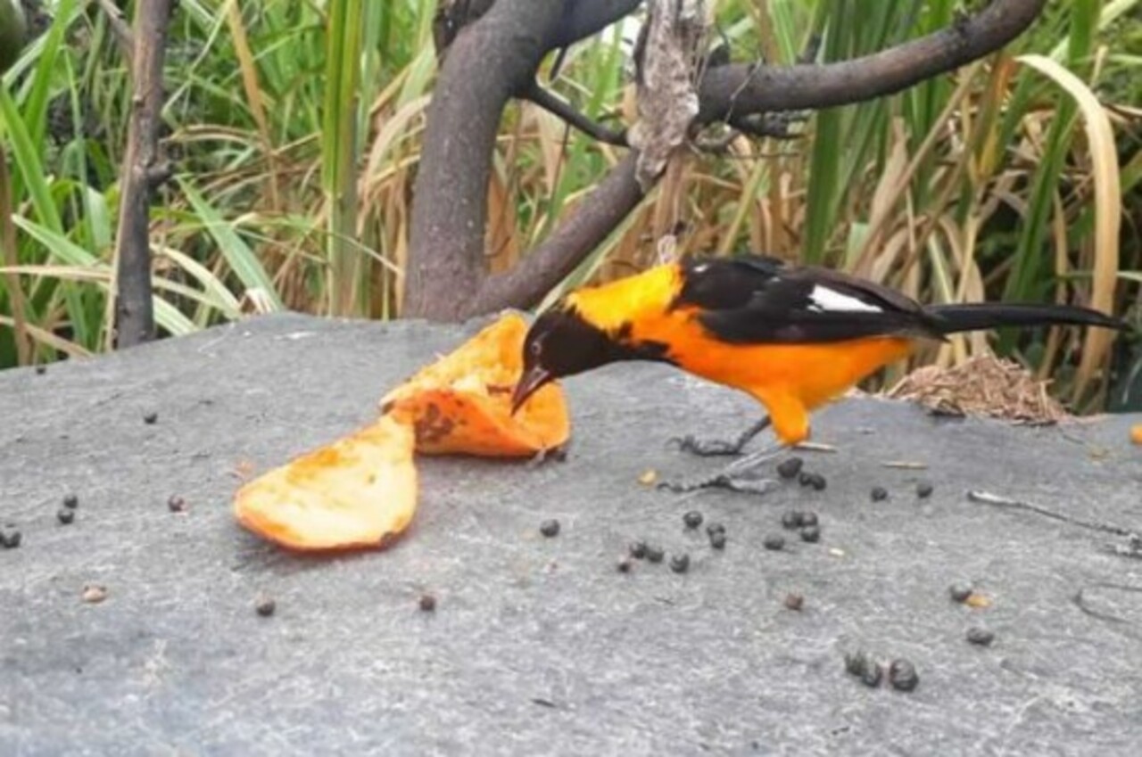 Mamão é uma das frutas mais eficientes para atrair aves coloridas. Sabiás, bem-te-vis e tiês se aproximam com frequência quando a fruta está bem madura.