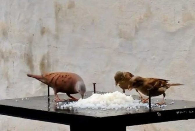 Descubra o que os pássaros adoram comer