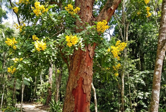 Pau-brasil: da exploração colonial à árvore símbolo do Brasil
