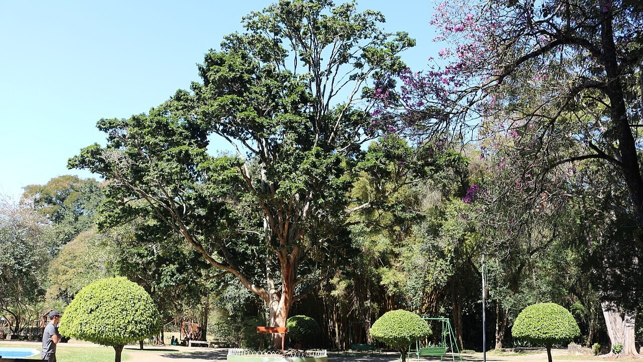 A Lei nº 6.607, sancionada em 7 de dezembro de 1978, declarou o pau-brasil como árvore símbolo nacional e instituiu o Dia do Pau-Brasil, celebrado em 3 de maio. O Brasil é considerado o único país do mundo cujo nome tem origem em uma espécie vegetal. 
